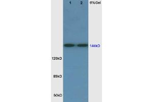 FLT1 抗体  (AA 1162-1260)
