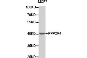 Image no. 1 for anti-Protein Phosphatase 2A Activator, Regulatory Subunit 4 (PPP2R4) antibody (ABIN1682265)