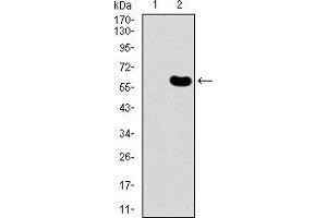 Image no. 3 for anti-DKK3 (AA 91-350) antibody (ABIN1098142)