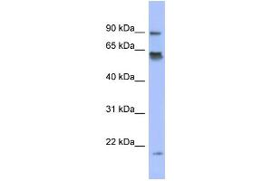 Image no. 1 for anti-Leucine Rich Repeat (In FLII) Interacting Protein 1 (LRRFIP1) (N-Term) antibody (ABIN2780614)