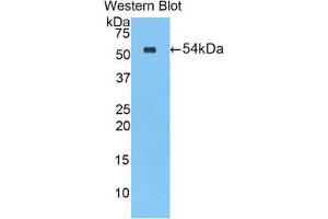 Image no. 1 for anti-Cholesterol Esterase (CEL) (AA 117-361) antibody (ABIN1858172)