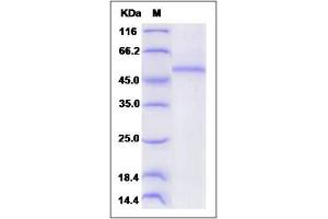 Image no. 1 for C-Type Lectin Domain Family 6, Member A (CLEC6A) (AA 42-209) protein (Fc Tag) (ABIN2002432)