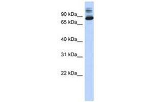 Image no. 1 for anti-SIX Homeobox 4 (SIX4) (N-Term) antibody (ABIN6740588)