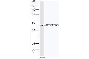 Human HeLa lysates probed with Rabbit Anti-APOBEC3G Polyclonal Antibody, Unconjugated (ABIN2170288) at 1:300 overnight at 4˚C.