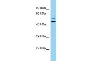 Image no. 1 for anti-Chromosome 7 Open Reading Frame 10 (C7orf10) (N-Term) antibody (ABIN2789166)
