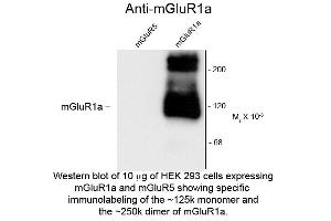 Image no. 1 for anti-Glutamate Receptor, Metabotropic 1 (GRM1) (C-Term) antibody (ABIN6658163)