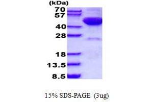 Image no. 1 for serine/threonine Kinase 17b (STK17B) protein (His tag) (ABIN6387107)