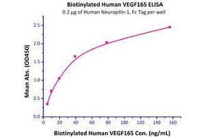 Immobilized Human Neuropilin-1, Fc Tag (Cat # NR1-H5252) at 2 μg/mL (100 μL/well) can bind Biotinylated Human VEGF165 (Cat # VE5-H8210) with a linear range of 5-40 ng/mL.