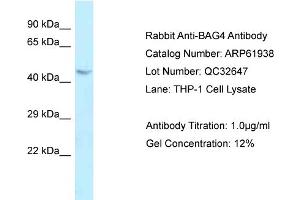 Image no. 1 for anti-BCL2-Associated Athanogene 4 (BAG4) (C-Term) antibody (ABIN2788953)