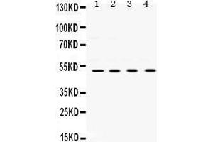 Image no. 1 for anti-Ubiquitin-Conjugating Enzyme E2Q Family Member 2 (UBE2Q2) (AA 83-123), (N-Term) antibody (ABIN3043953)