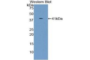 Image no. 1 for anti-UDP Glycosyltransferase 8 (UGT8) (AA 198-541) antibody (ABIN1860904)