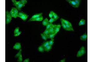LAS1L antibody  (AA 490-565)