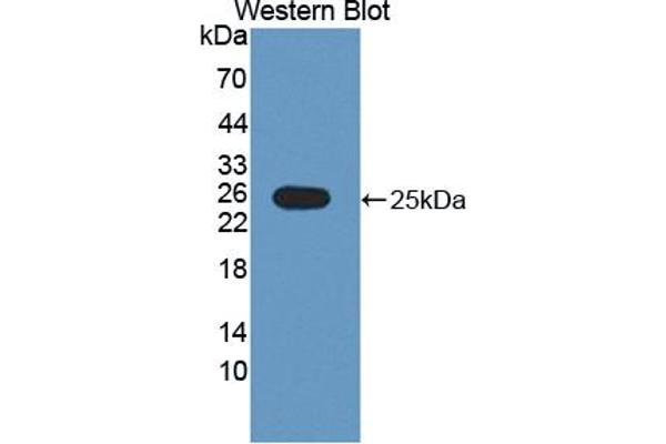 RNASE9 antibody  (AA 28-210)