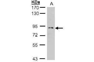 WB Image Sample(30 ug whole cell lysate) A:H1299 7.