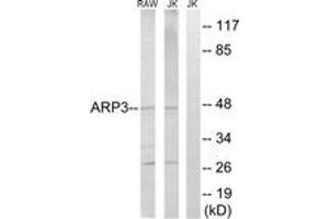 Image no. 1 for anti-ARP3 Actin-Related Protein 3 (ACTR3) (AA 369-418) antibody (ABIN1534592)