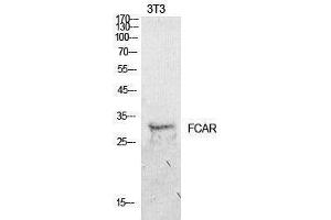 Image no. 1 for anti-Fc Fragment of IgA, Receptor For (FCAR) (Internal Region) antibody (ABIN3181421)