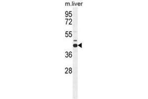 Image no. 3 for anti-Adenosylhomocysteinase (AHCY) (AA 86-118), (N-Term) antibody (ABIN950286)