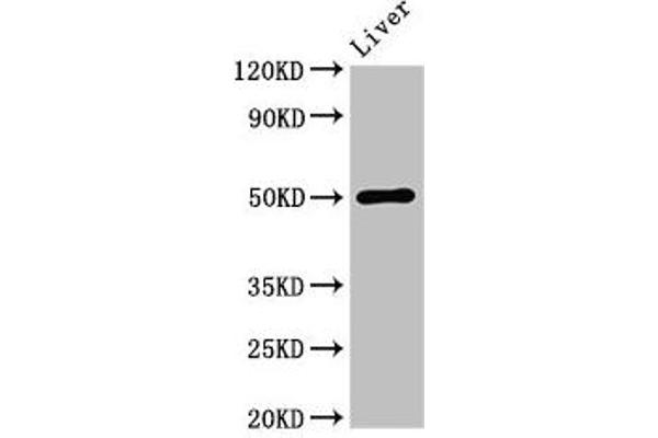 BAG4 antibody  (AA 6-185)