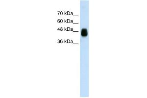 Image no. 1 for anti-Homer Homolog 1 (HOMER1) antibody (ABIN632669)