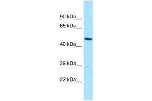 Image no. 1 for anti-Solute Carrier Family 35, Member B2 (SLC35B2) (C-Term) antibody (ABIN2790502)