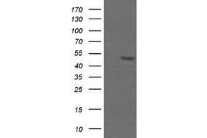 Image no. 1 for anti-TAP Binding Protein-Like (TAPBPL) antibody (ABIN1501299)