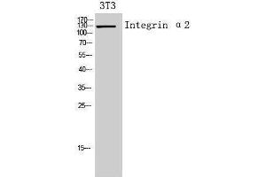 Image no. 1 for anti-Integrin alpha 2 (ITGA2) (Internal Region) antibody (ABIN3181434)