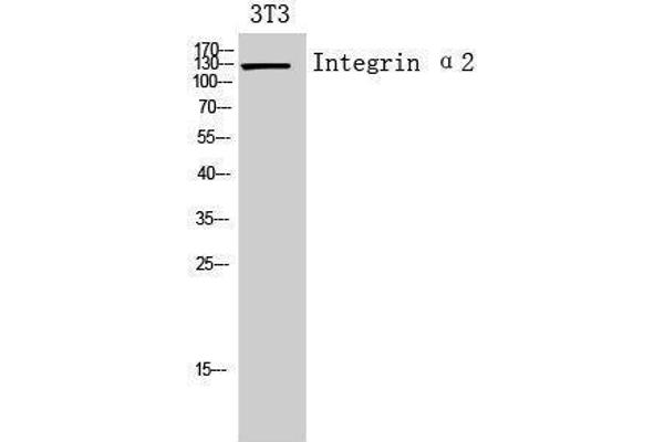 ITGA2 抗体  (Internal Region)
