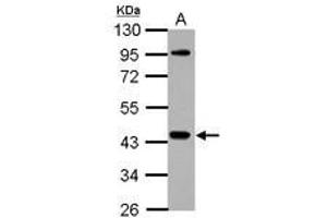 Image no. 2 for anti-NCK Adaptor Protein 1 (NCK1) (AA 53-333) antibody (ABIN1499652)