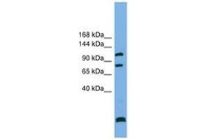 Image no. 1 for anti-SAPS Domain Family, Member 1 (SAPS1) (N-Term) antibody (ABIN6743801)