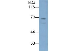 LBP antibody  (AA 226-480)
