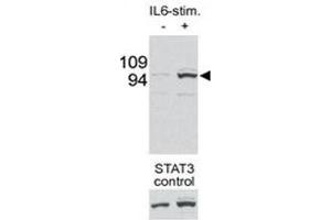 Image no. 5 for anti-Signal Transducer and Activator of Transcription 3 (Acute-Phase Response Factor) (STAT3) (pSer727) antibody (ABIN3032570)