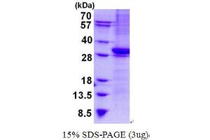 Image no. 1 for CD1b (CD1B) protein (His tag) (ABIN6387063)