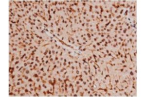 Image no. 8 for anti-Signal Transducer and Activator of Transcription 3 (Acute-Phase Response Factor) (STAT3) (pTyr705) antibody (ABIN6255995)