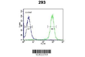 Image no. 2 for anti-Enhancer of Polycomb Homolog 2 (EPC2) (AA 205-233), (N-Term) antibody (ABIN651410)