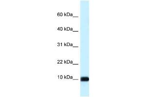Image no. 1 for anti-Calmodulin Like Protein 3 (CALML3) (Middle Region) antibody (ABIN926845)