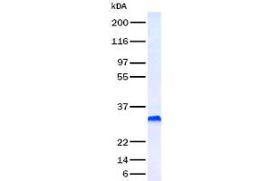 Image no. 1 for Platelet-Derived Growth Factor beta Polypeptide (PDGFB) (Transcript Variant 1) (Active) protein (ABIN2728539)