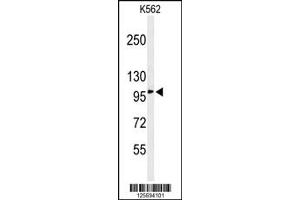Western Blotting (WB) image for anti-EFR3 Homolog A (EFR3A) antibody (ABIN2158644)
