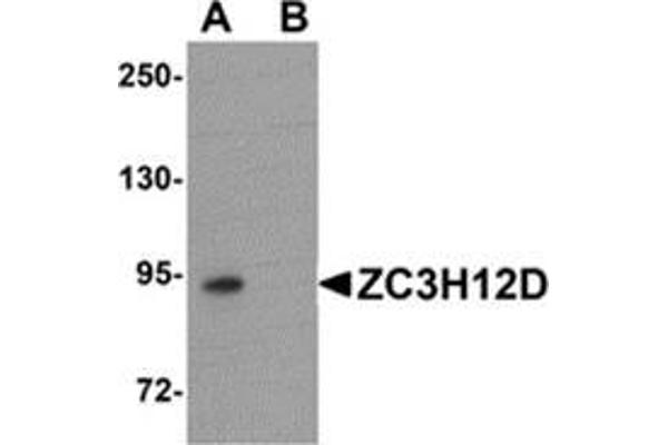 anti-Zinc Finger CCCH-Type Containing 12D (ZC3H12D) (C-Term) antibody