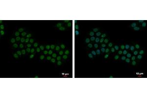 Image no. 2 for anti-Apoptosis Enhancing Nuclease (AEN) (C-Term) antibody (ABIN2856844)