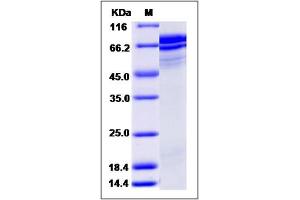 Image no. 1 for Secretogranin II (SCG2) (AA 1-617) protein (His tag) (ABIN2005707)
