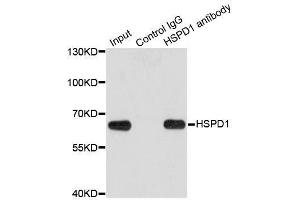 Image no. 7 for anti-Heat Shock 60kDa Protein 1 (Chaperonin) (HSPD1) antibody (ABIN3021182)