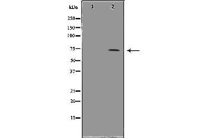 Image no. 1 for anti-Heat Shock 70kDa Protein 1-Like (HSPA1L) antibody (ABIN6262409)