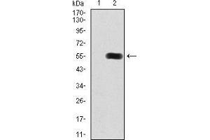 Image no. 3 for anti-Histone Deacetylase 9 (HDAC9) (AA 343-569) antibody (ABIN5542327)
