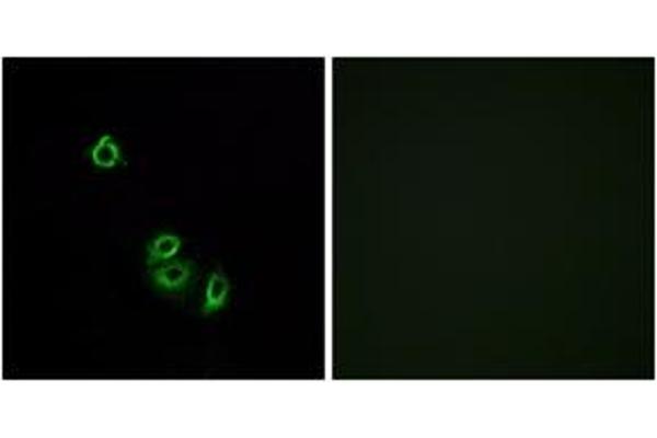 OR2L5 antibody  (AA 241-290)