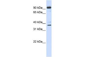 Image no. 1 for anti-Nuclear Cap Binding Protein Subunit 1, 80kDa (NCBP1) (N-Term) antibody (ABIN2778796)
