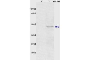 Image no. 1 for anti-CCAAT/enhancer Binding Protein (C/EBP), alpha (CEBPA) (pThr226) antibody (ABIN683563)