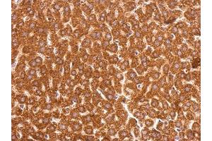 IHC-P Image GSTP1 antibody [N1N2], N-term detects GSTP1 protein at cytosol on mouse liver by immunohistochemical analysis.