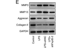 Western blot analysis showed that Fxyd5 knockdown reversed the LPS-induced ECM degradation in ATDC5 cells, as supported by MMP3 and MMP13 downregulation and aggrecan and collagen II upregulation in the shFxyd5 group compared with the shNC group.