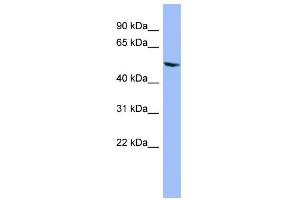 Image no. 1 for anti-Cytochrome P450, Family 2, Subfamily D, Polypeptide 6 (CYP2D6) (Middle Region) antibody (ABIN2776932)