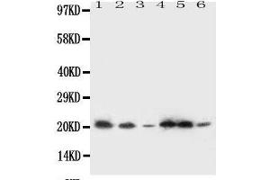 Image no. 1 for anti-Signal Sequence Receptor gamma (SSRg) (AA 8-23), (N-Term) antibody (ABIN3044181)